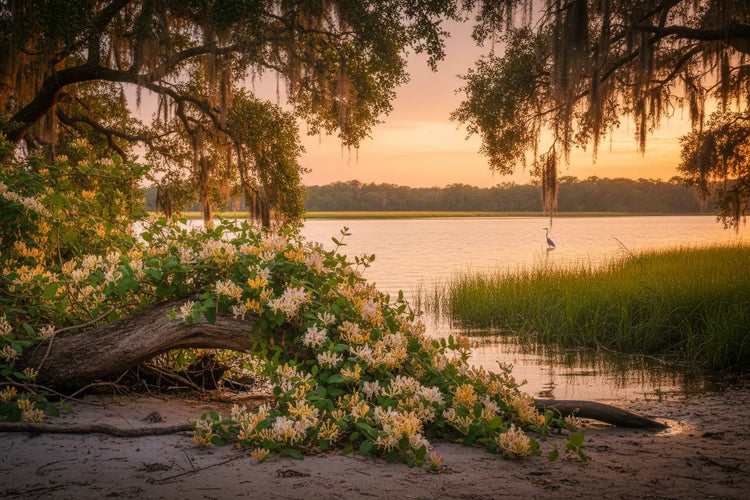 Honeysuckle — creek bank with Wild honeysuckle vines over driftwood on a Lowcountry creek bank, great blue heron in the shallows at golden hour.