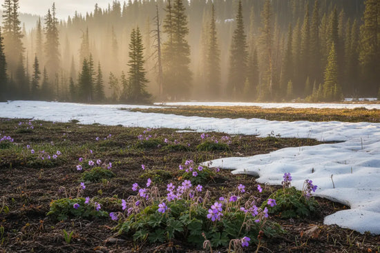 Petals & Loam | Spring Mountain Meadow wildflowers push through melting snow, reaching toward a misty mountain sunrise, full of hope.